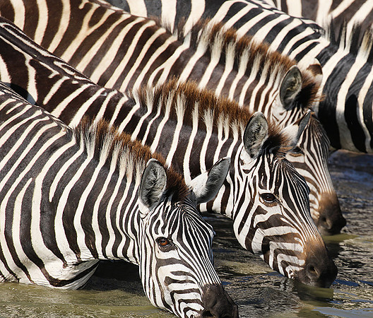 Serengeti - Grumeti Private Reserve