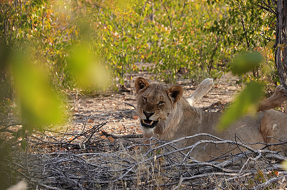Ongava Private Reserve