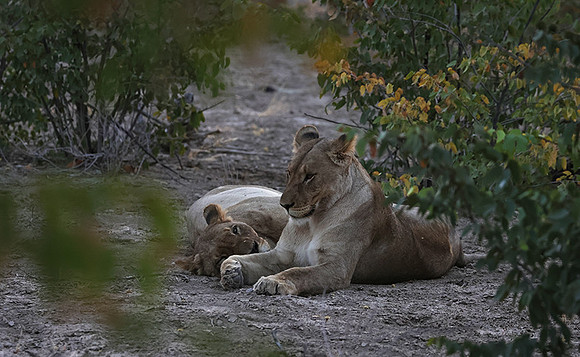 Ongava Private Reserve