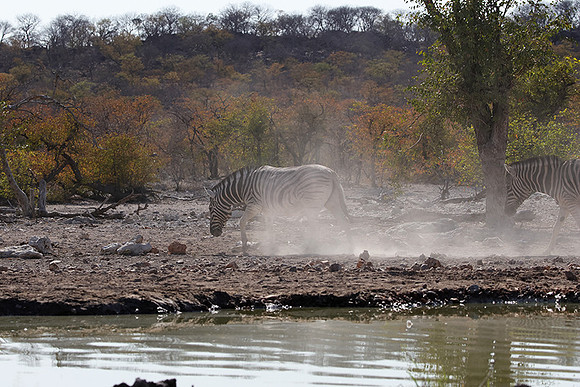 Burchell's zebra - Ongava Private Reserve