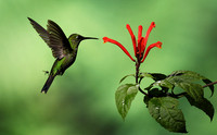 Green-crowned brilliant