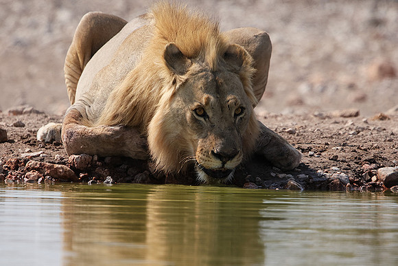 Ongava Private Reserve