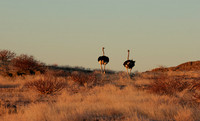 Damaraland