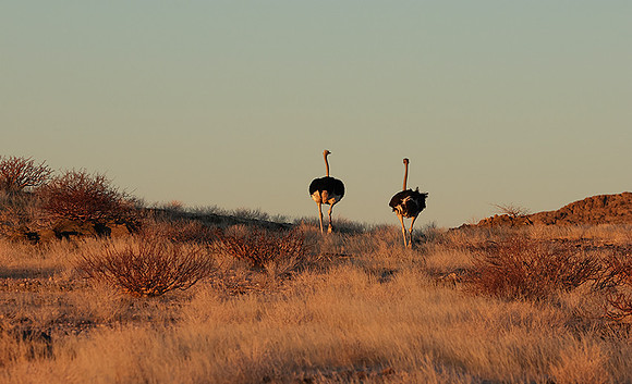 Damaraland