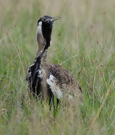 Black-bellied bustard - Borana