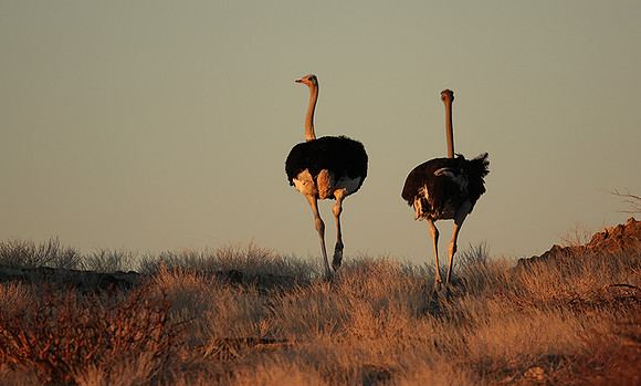 Damaraland