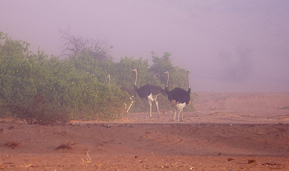 Damaraland