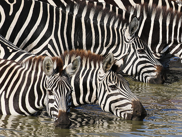 Serengeti - Grumeti Private Reserve