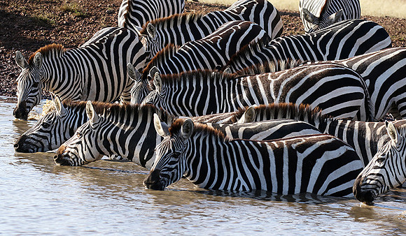 Serengeti - Grumeti Private Reserve