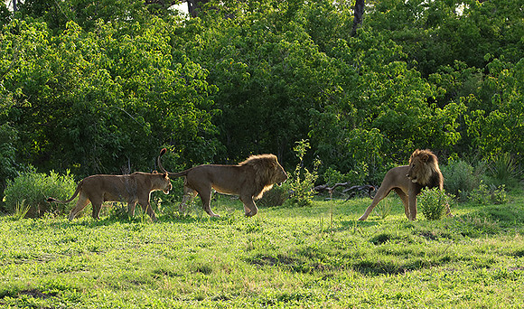 Delta of Okavango