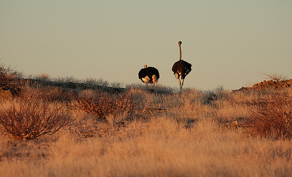 Damaraland