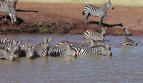 Serengeti - Grumeti Private Reserve