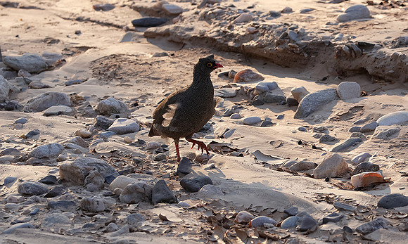 Red-billed spurfowl - Hoanib river bed