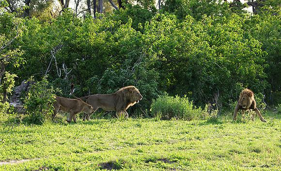 Delta of Okavango