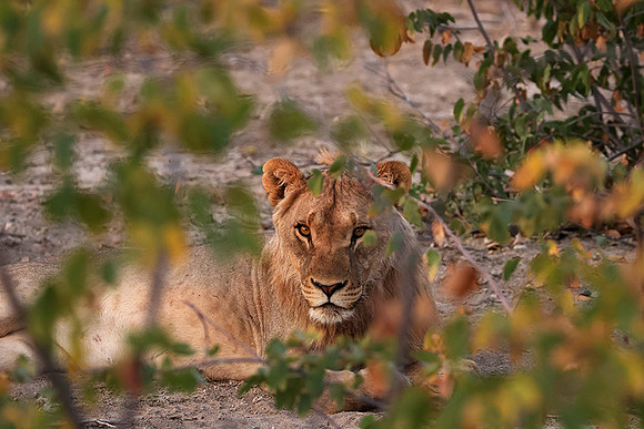Ongava Private Reserve