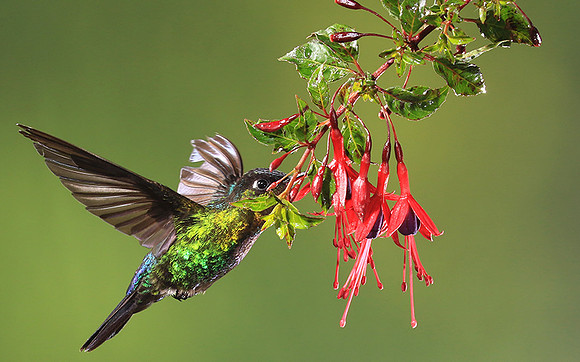 Fiery throated colibri