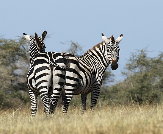 Serengeti - Grumeti Private Reserve