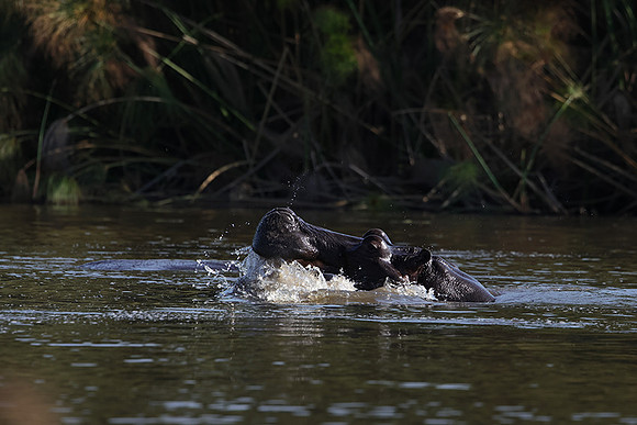 Delta of Okavango