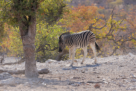 Burchell's zebra - Ongava Private Reserve