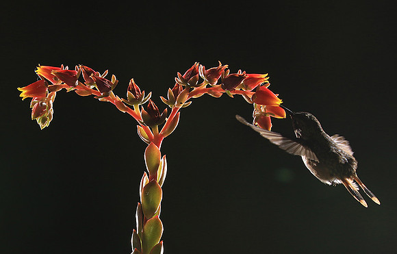Volcano humming bird