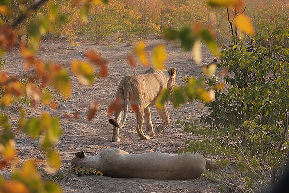 Ongava Private Reserve