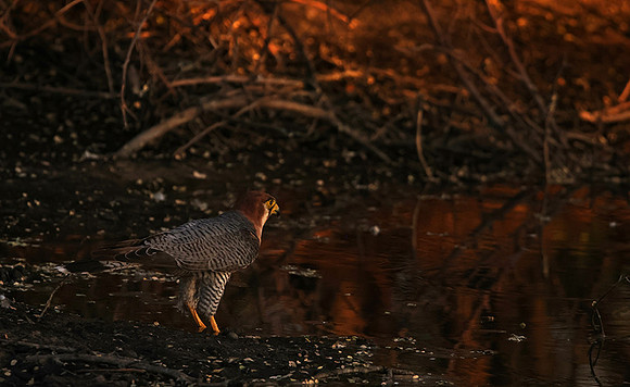 Red-necked falcon - Tau Pan