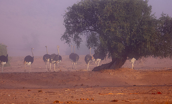 Damaraland