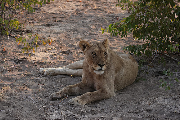 Ongava Private Reserve
