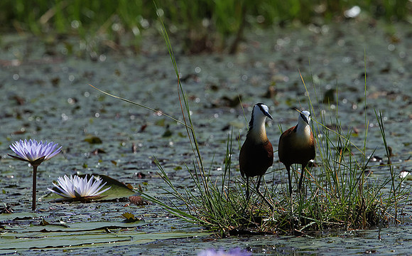 African jacana - Delta Of Okavango