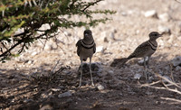 Double-banded courser - Tau Pan