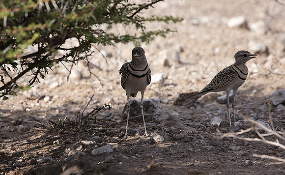 Double-banded courser - Tau Pan