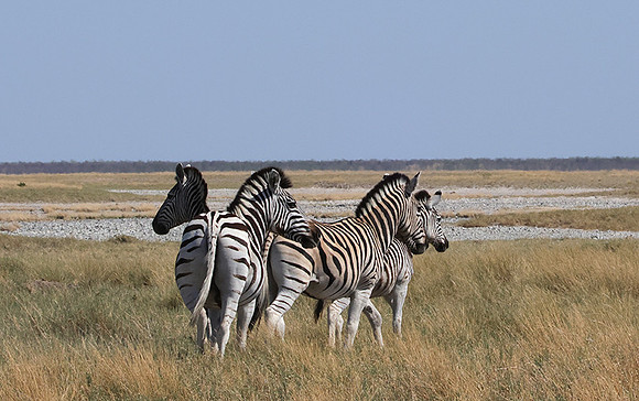 Nxai Pan