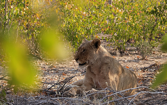Ongava Private Reserve