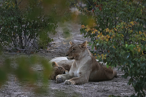 Ongava Private Reserve