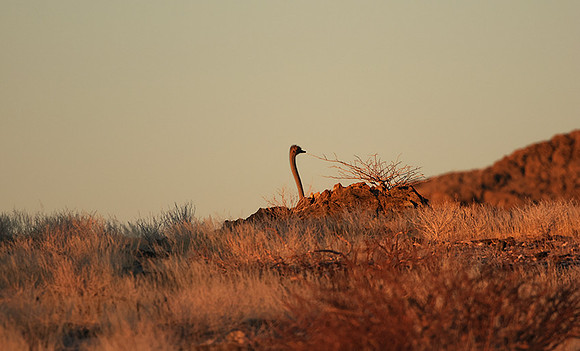 Damaraland