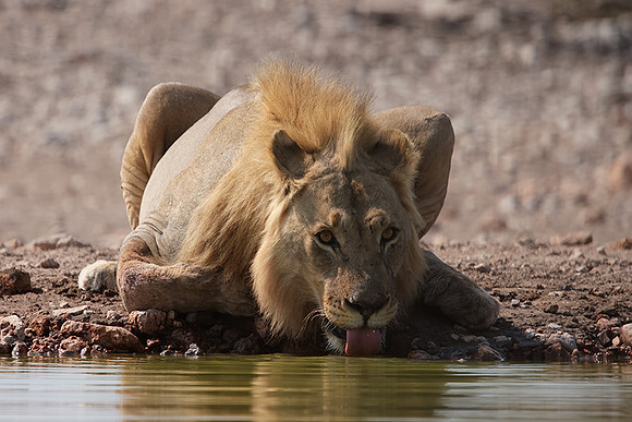 Ongava Private Reserve