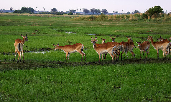 Delta of okavango