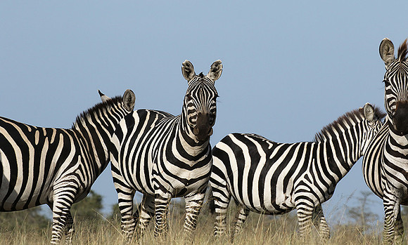 Serengeti - Grumeti Private Reserve