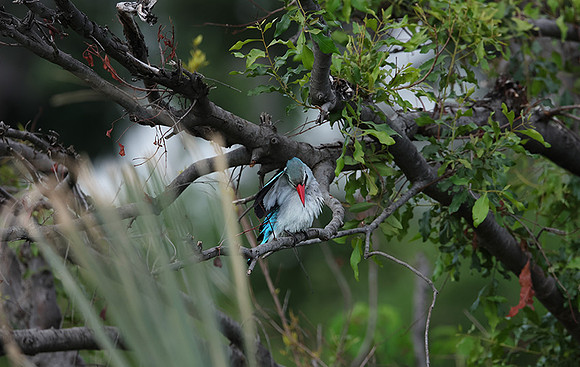 Woodland kingfisher - Delta of Okavango