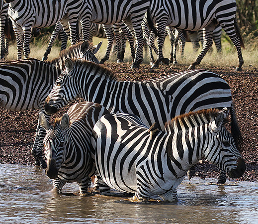 Serengeti - Grumeti Private Reserve