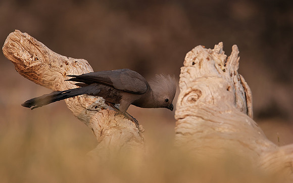 Goaway bird - Onguma Private Reserve