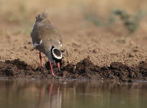 Crowned lapwing - Shompole