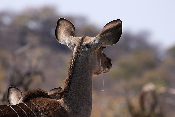 Onguma Private Reserve