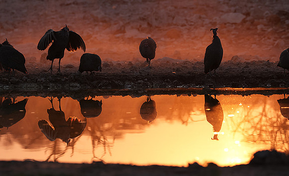Helmeted guineafowl - Ongava Private Reserve