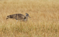 Kori bustard - Shompole