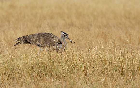 Kori bustard - Shompole