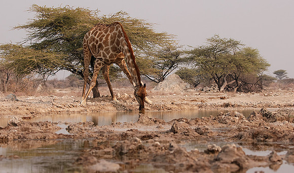 Onguma Private Reserve