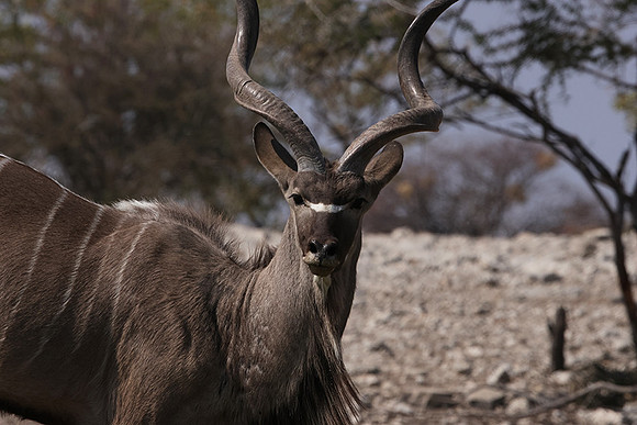 Onguma Private Reserve