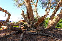 Damaraland