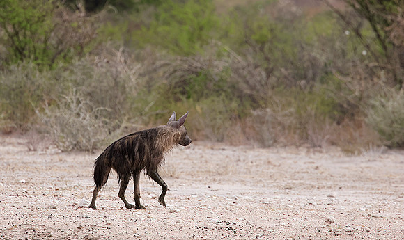 Brown hyena - Tau Pan